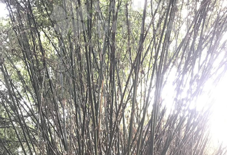 Tre Tăm (Bambusa multiplex cv stripestem)